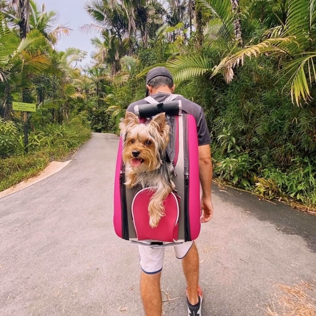 Trolley para Perros y Gatos 4 en 1 de Ibiyaya: Transportín con Ruedas, Mochila y Bolso (Hasta 8 kg) 🎁Regalo Premium Incluido 🎁